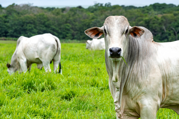 União Europeia suspende importações de carne brasileira; entenda o impacto no preço e nos frigoríficos